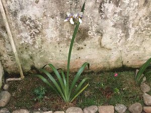 Família aluga casa e acha proprietária desaparecida enterrada no jardim
