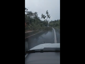 Árvore caída interdita parcialmente o trânsito na BR-104, em Rio Largo