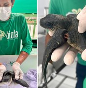 Filhote de tartaruga marinha é resgatado com nadadeiras estranguladas no Mirante da Sereia