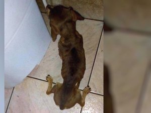 Cachorro é resgatado desnutrido e sem andar após família abandonar animal