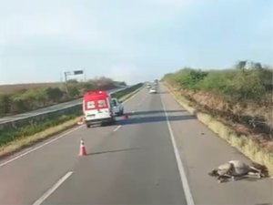 Carro colide contra cavalo na BR-101 e deixa animal morto; quatro ocupantes ficam feridos
