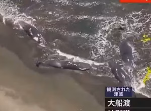 Baleias são vistas encalhadas na costa do Japão; veja vídeo