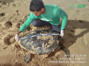 [Vídeo] Tartaruga-de-pente volta ao litoral de Maceió após cinco anos para desovar