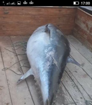 Atum de 85 kg com chip é encontrado morto em praia de Japaratinga