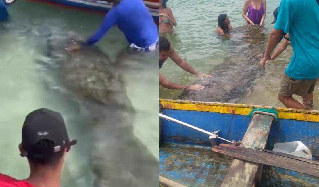 [Vídeo] Banhistas são flagrados interagindo de forma irregular com peixes-boi em praias de AL