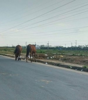Mesmo após acidente com vítima fatal, cavalos continuam soltos em Rio Largo