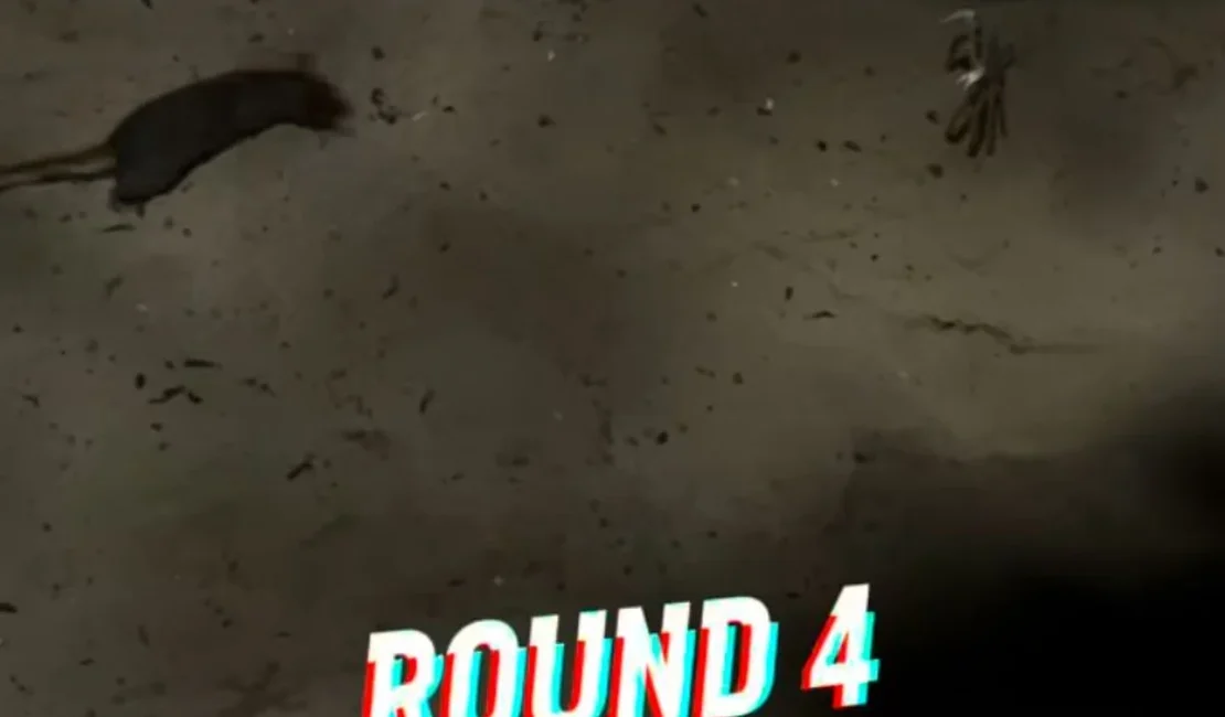 Rato x siri? 'X1' inusitado em praia de Recife viraliza; veja imagens