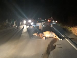 Carro colide em cavalo e deixa uma pessoa ferida em Maragogi
