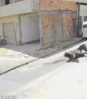 Jovem cai de cavalo e bate em veículo no município de Porto Calvo