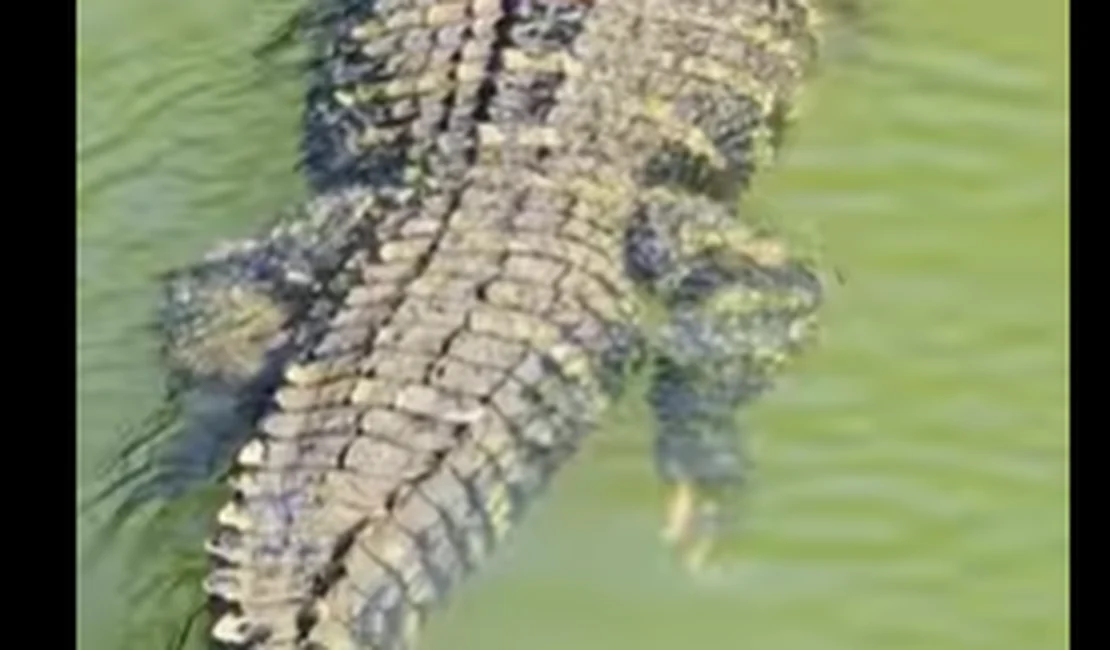 [Vídeo] Pescador filma jacaré gigante nadando tranquilo em rio: “De estimação”