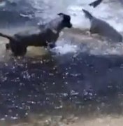Cães atacam tubarões em praia da Austrália 
