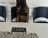 Cão farejador localiza drogas escondidas em obra; três homens são presos