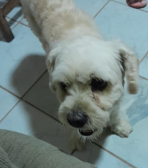 Cãozinho Steve é encontrado em Arapiraca