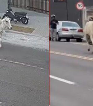 Boi a caminho de frigorífico pula de picape, corre pelas ruas de cidade do Paraná e causa estragos