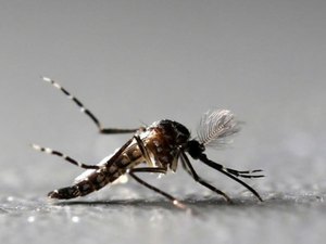 Brasil tem 45 mortes confirmadas por dengue, chikungunya e zika em 2018