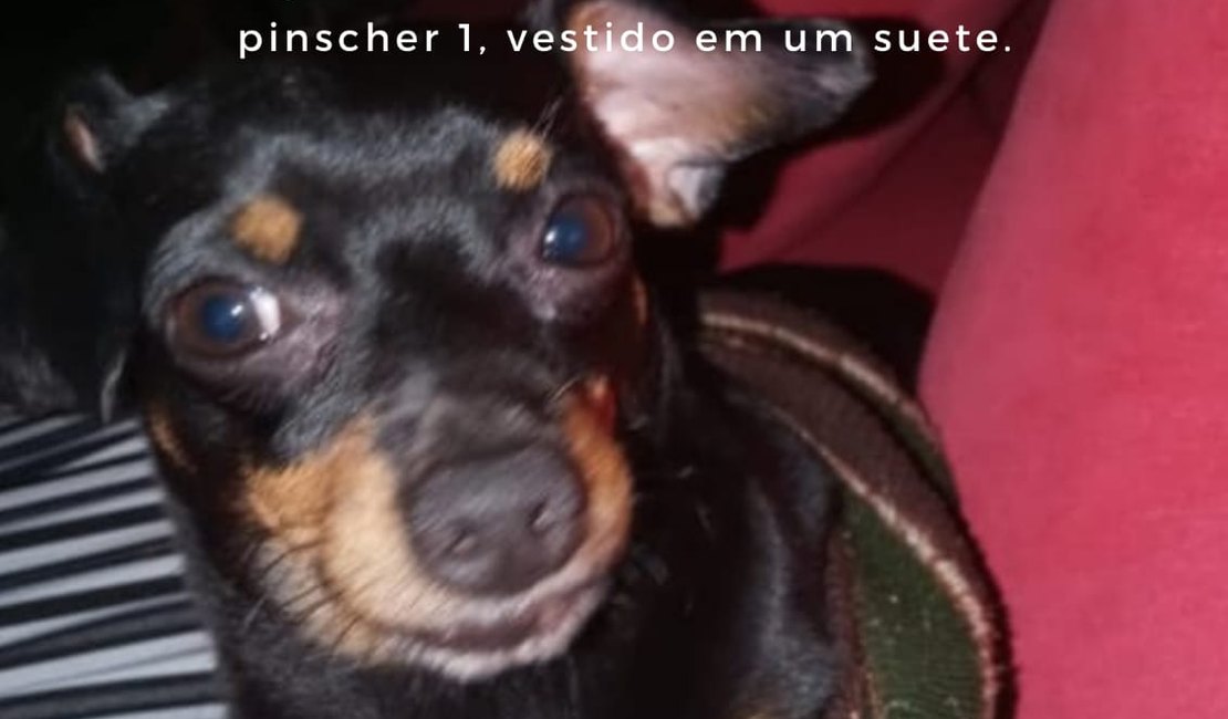 Família Arapiraquense pede ajuda para encontrar cachorro desaparecido