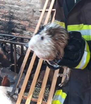 Incêndio atinge casa e bombeiros resgatam cabra e porquinhos da índia 