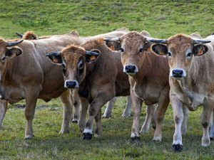 Idoso tenta pegar bezerro e morre ao ser atacado por vaca