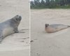 [Vídeo] Elefante-marinho de dois metros aparece em praia da Barra de Santo Antônio