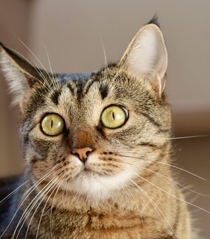 Gato é encontrado morto a tiros em rua de Arapiraca; caso será investigado