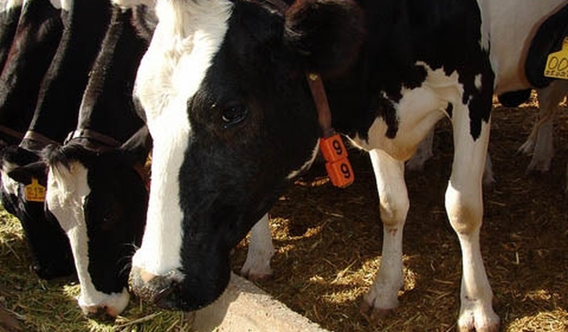 Mais de R$ 16 milhoes serão investidos na reestruturação da fábrica de latícinio de Batalha