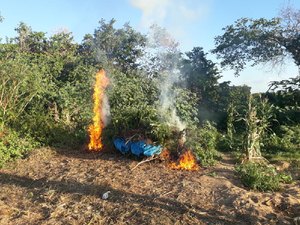 PF realiza erradicação de cerca de 125 mil pés de maconha em Pernambuco
