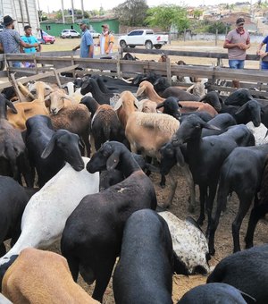 Feira de animais movimenta comerciantes e produtores em Arapiraca
