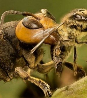 Idosa morre em mesa de restaurante após ser picada por vespa