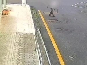Idoso é preso por matar cães com veneno e tentar subornar policiais com R$ 5 mil em Palmeira
