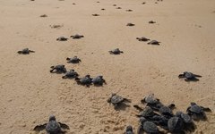 As tartarugas são uma das atrações entre as belezas do litoral alagoano