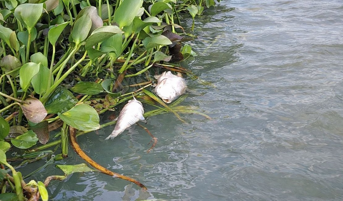 MPF instaura procedimento para apurar mortandade de peixes na Lagoa do Jequiá