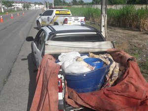 Vísceras de boi transportadas irregularmente são apreendidas em Rio Largo