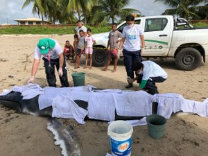 Filhote de baleia jubarte é encontrado morto na Praia de Ipioca