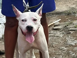 Menor é flagrado conduzindo pitbull sem focinheira em via pública em Arapiraca