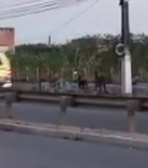[Vídeo] Família de jumentos circula pela AL-220 em Arapiraca e oferece risco aos motoristas