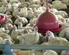 Brasil deve se declarar livre da gripe aviária nesta quarta