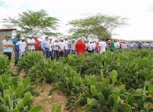 Fazenda no Sertão alagoano produz 500 toneladas de palma por hectare