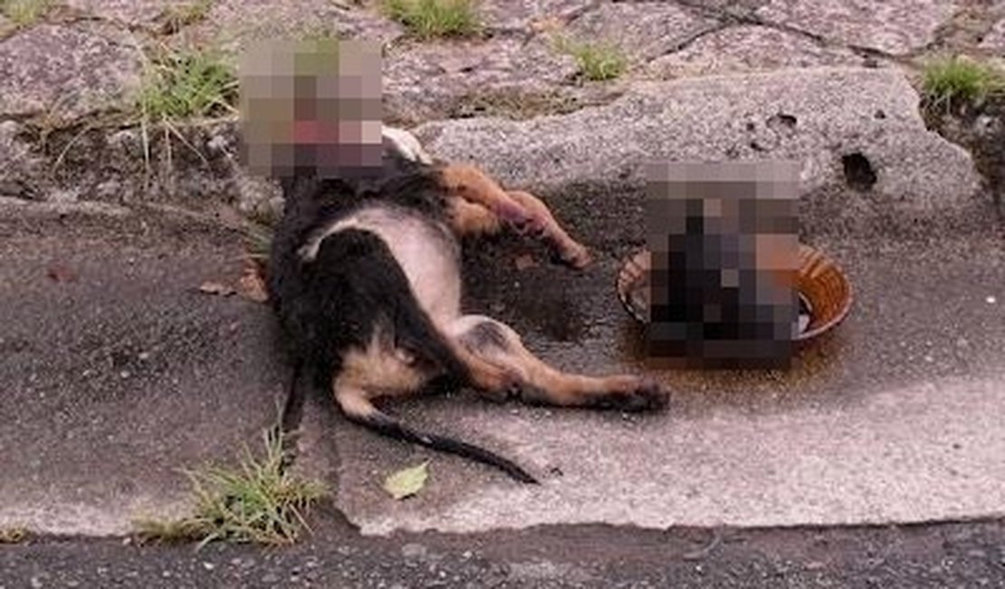 Homem mata cadela com um machado em Teotônio Vilela