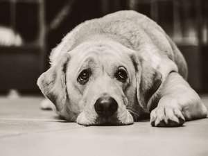 Deprimido pela morte da mulher, homem mata seus 3 cães e toca fogo em si mesmo