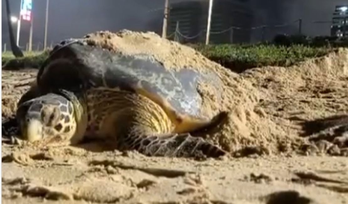 Tartaruga-de-pente é flagrada em desova na praia de Jacarecica, em Maceió