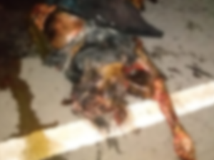 Idoso morre atropelado e veículos passam por cima do corpo em Porto Calvo