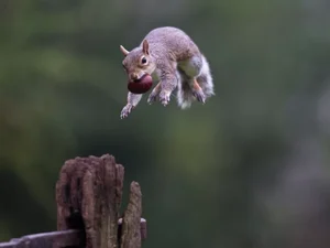 Esquilos fazendo parkour são a nova sensação da internet