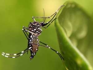 Arapiraca convoca população para o combate ao Aedes Aegypti