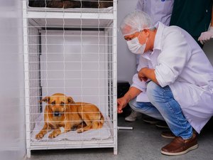 Meu amigo pet retoma castrações gratuitas para animais em situação de abandono