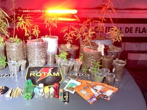 Polícia desmantela plantio de maconha em Satuba e prende traficante