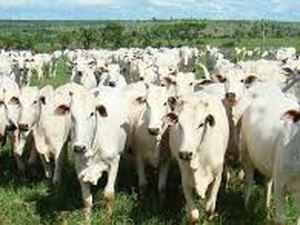 Governo de Alagoas promove curso de inseminação artificial em bovinos 