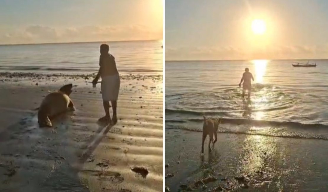 Elefante-marinho é importunado por banhista em Paripueira e biólogos alertam para perigo de mordida