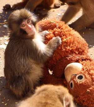 Macaco órfão viraliza ao abraçar pelúcia após morte da mãe e ser rejeitado em zoo