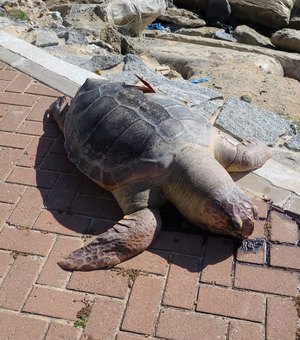 Tartaruga cabeçuda encalha na Praia de Ponta Verde