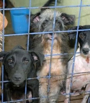 Donos de animais abandonam pets em feiras